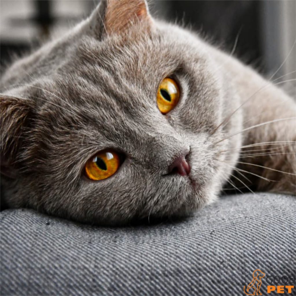 gatto con la testa appoggiata su un cuscino