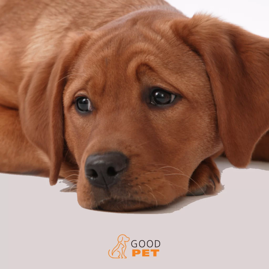 Good Pet- Cane stressato: sintomi e rimedi