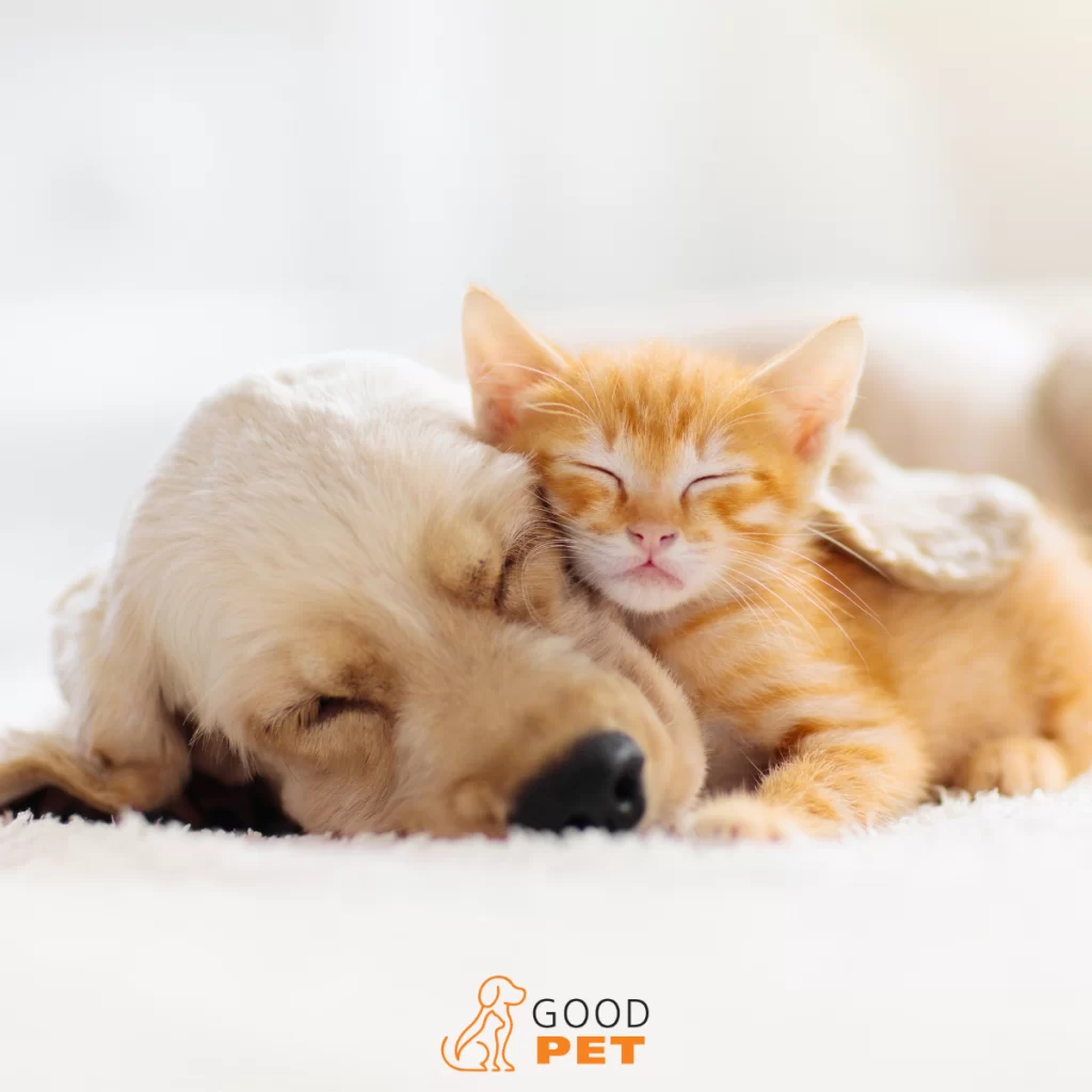 Convivenza-tra-cani-e-gatti, cane e gatto dormono insieme